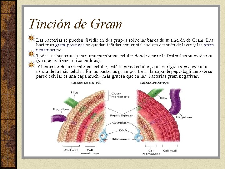 Tinción de Gram Las bacterias se pueden dividir en dos grupos sobre las bases