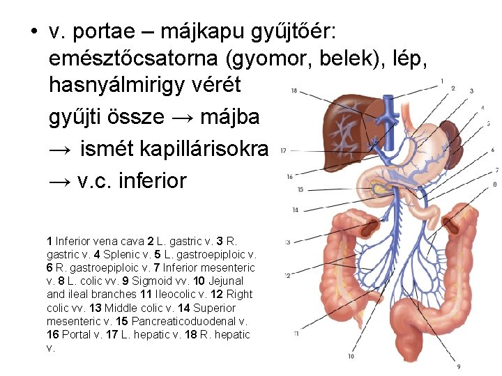  • v. portae – májkapu gyűjtőér: emésztőcsatorna (gyomor, belek), lép, hasnyálmirigy vérét gyűjti