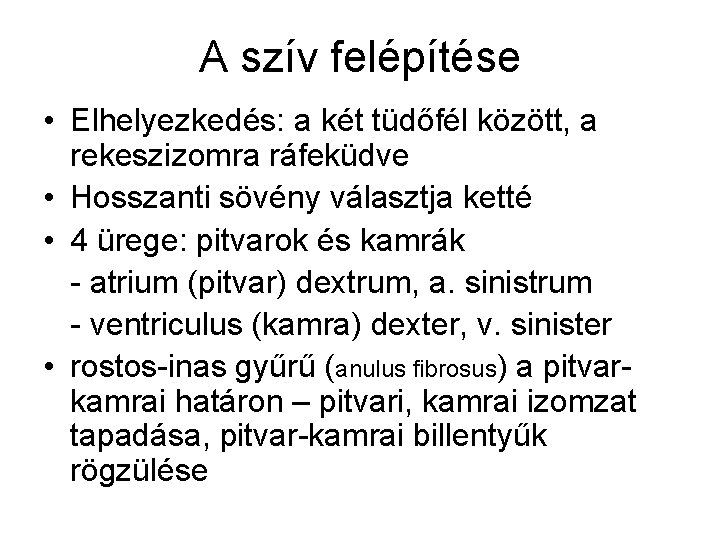 A szív felépítése • Elhelyezkedés: a két tüdőfél között, a rekeszizomra ráfeküdve • Hosszanti