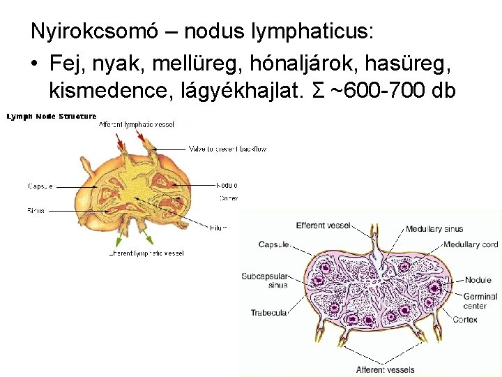 Nyirokcsomó – nodus lymphaticus: • Fej, nyak, mellüreg, hónaljárok, hasüreg, kismedence, lágyékhajlat. Σ ~600