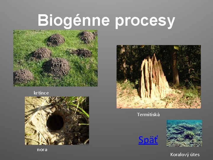 Biogénne procesy krtince Termitiská Späť nora Koralový útes 