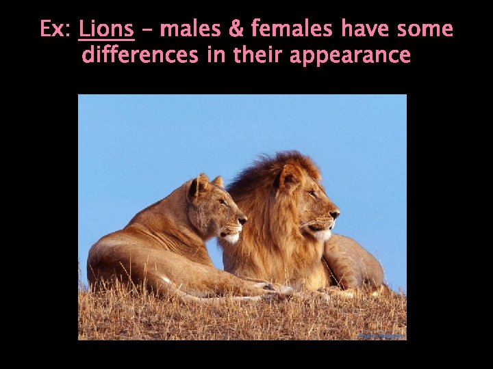 Ex: Lions – males & females have some differences in their appearance 