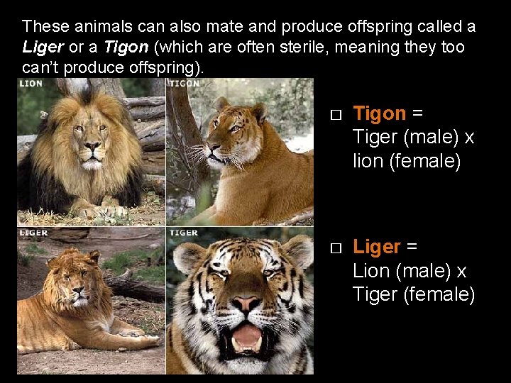 These animals can also mate and produce offspring called a Liger or a Tigon