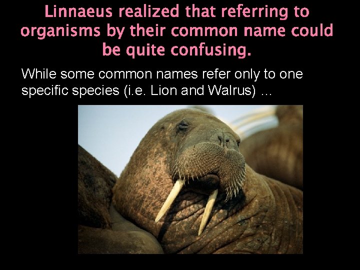 Linnaeus realized that referring to organisms by their common name could be quite confusing.