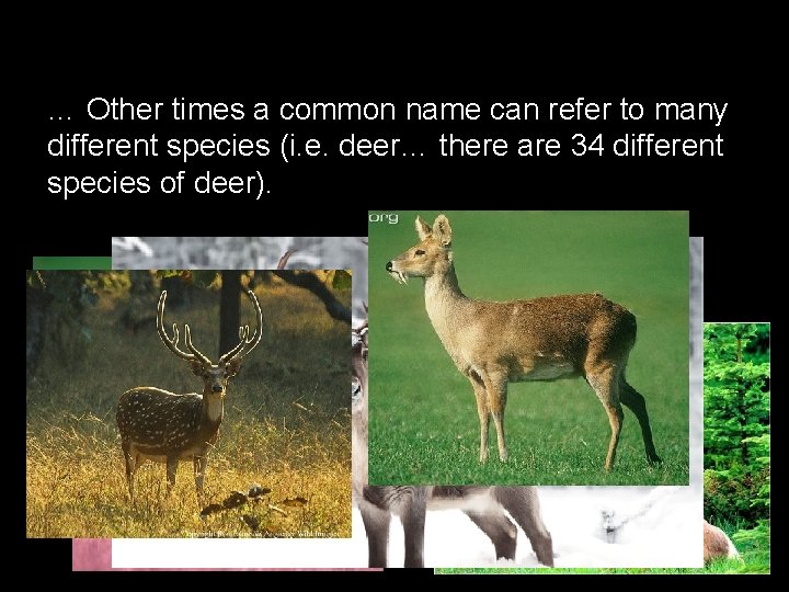 … Other times a common name can refer to many different species (i. e.