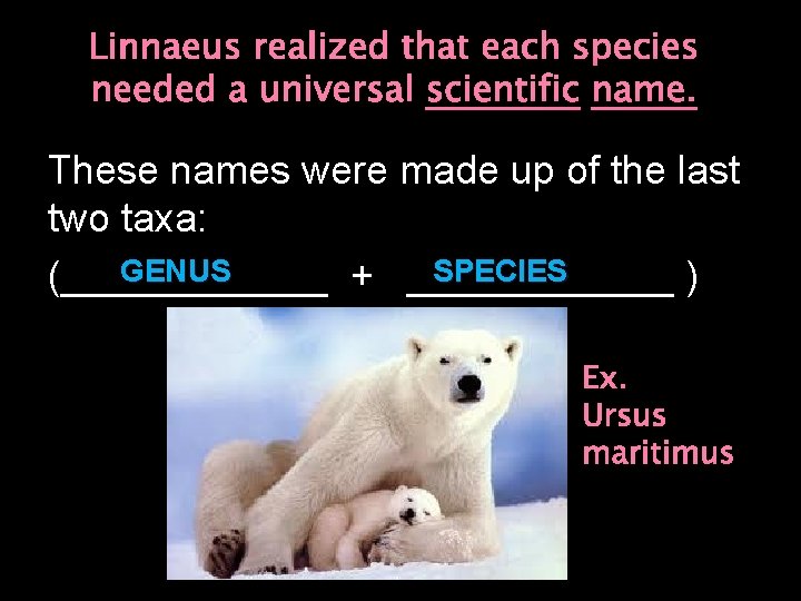 Linnaeus realized that each species needed a universal scientific name. These names were made