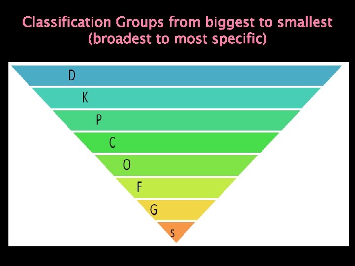 Classification Groups from biggest to smallest (broadest to most specific) 