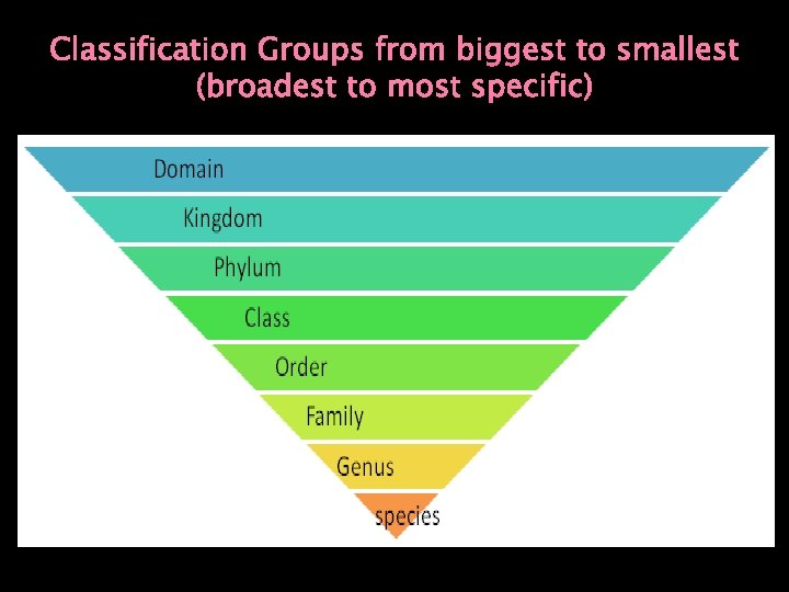 Classification Groups from biggest to smallest (broadest to most specific) 