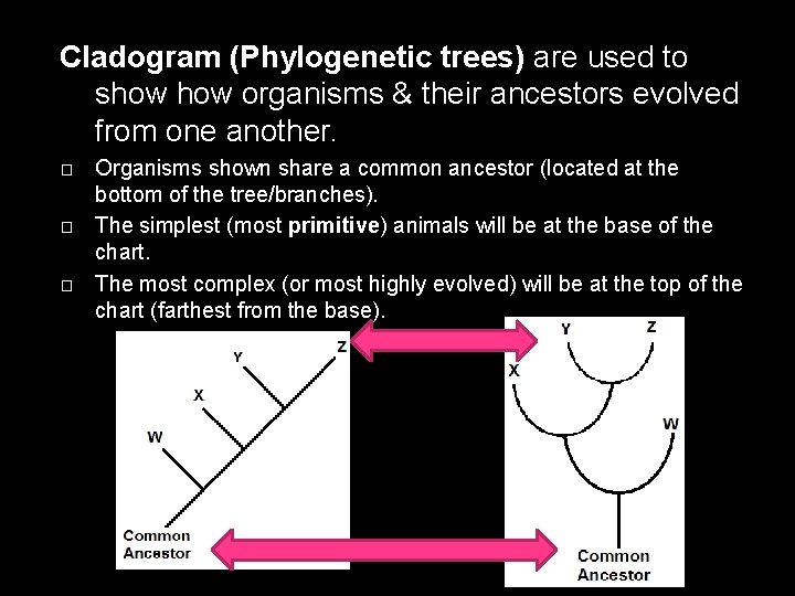 Cladogram (Phylogenetic trees) are used to show organisms & their ancestors evolved from one