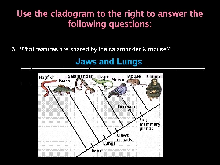 Use the cladogram to the right to answer the following questions: 3. What features