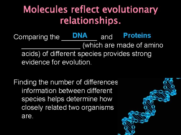 Molecules reflect evolutionary relationships. DNA Proteins Comparing the _____ and ________ (which are made