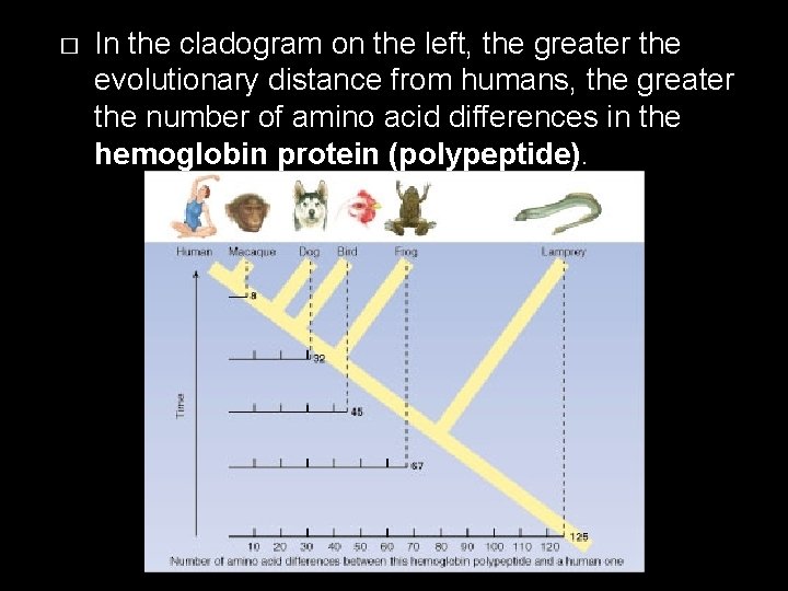 � In the cladogram on the left, the greater the evolutionary distance from humans,