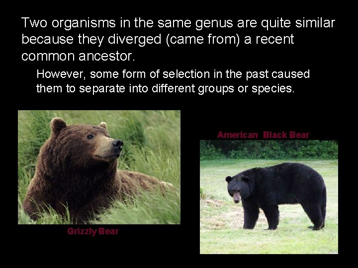 Two organisms in the same genus are quite similar because they diverged (came from)