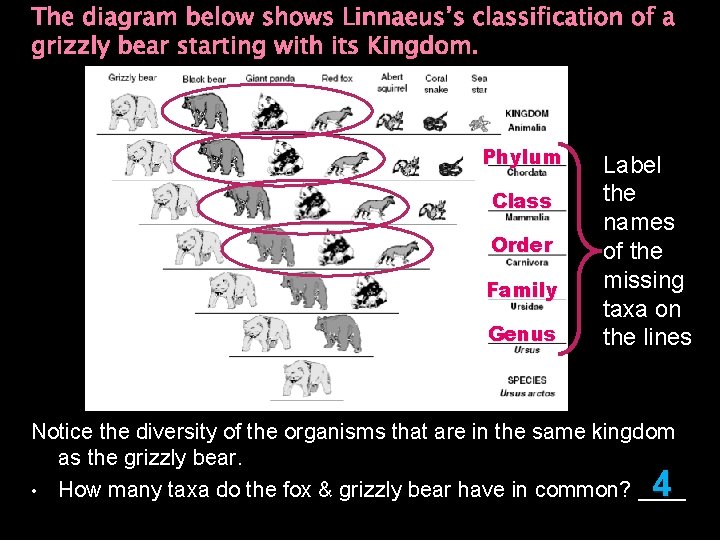 The diagram below shows Linnaeus’s classification of a grizzly bear starting with its Kingdom.