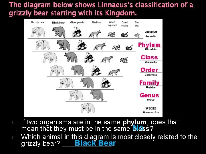 The diagram below shows Linnaeus’s classification of a grizzly bear starting with its Kingdom.