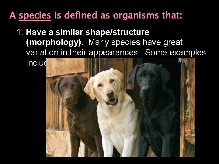 A species is defined as organisms that: 1. Have a similar shape/structure (morphology). Many