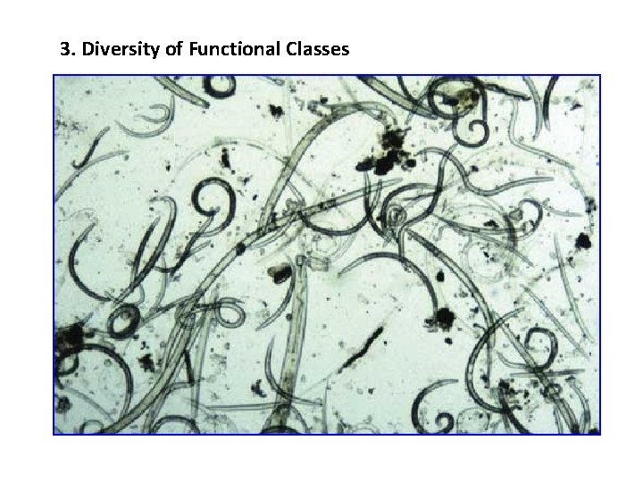 3. Diversity of Functional Classes 