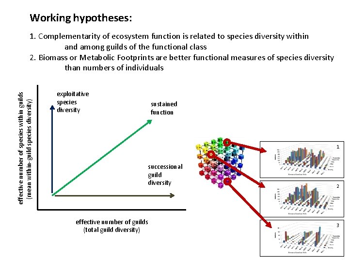 Working hypotheses: effective number of species within guilds (mean within-guild species diversity) 1. Complementarity