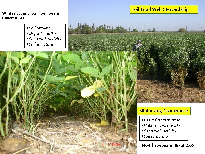 Winter cover crop – bell beans Soil Food Web Stewardship California, 2006 • Soil