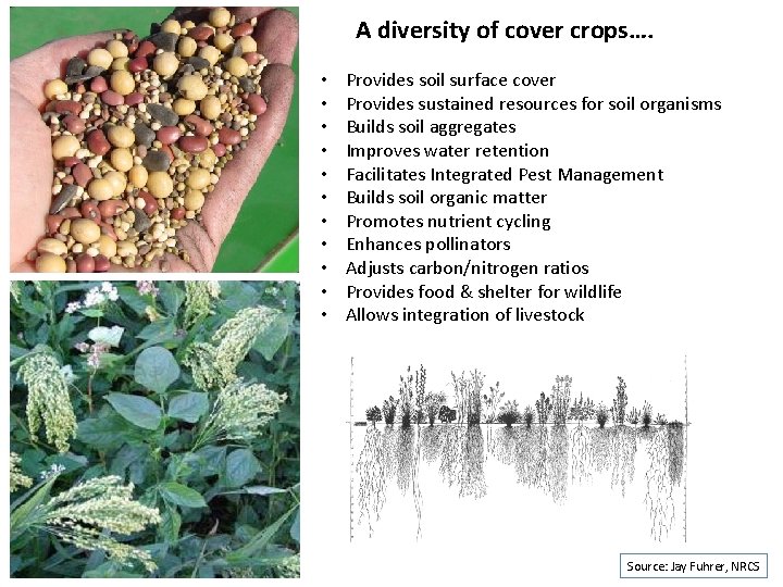 A diversity of cover crops…. • • • Provides soil surface cover Provides sustained