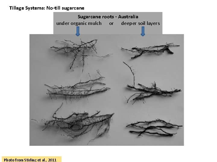 Tillage Systems: No-till sugarcane Sugarcane roots - Australia under organic mulch or deeper soil