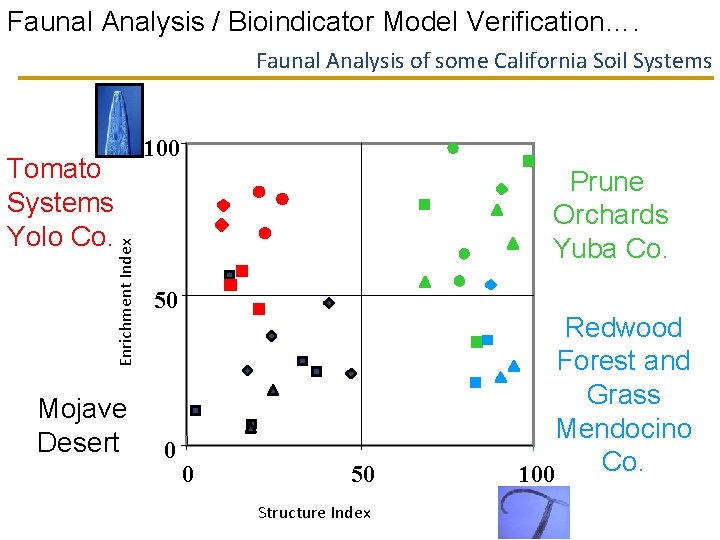 Faunal Analysis / Bioindicator Model Verification…. Faunal Analysis of some California Soil Systems Enrichment