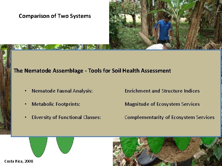 Comparison of Two Systems The Nematode Assemblage - Tools for Soil Health Assessment •