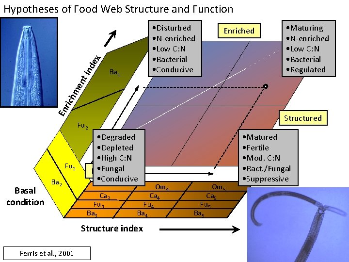 Hypotheses of Food Web Structure and Function Ba 1 Enriched • Maturing • N-enriched