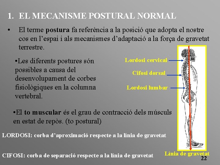 1. EL MECANISME POSTURAL NORMAL • El terme postura fa referència a la posició