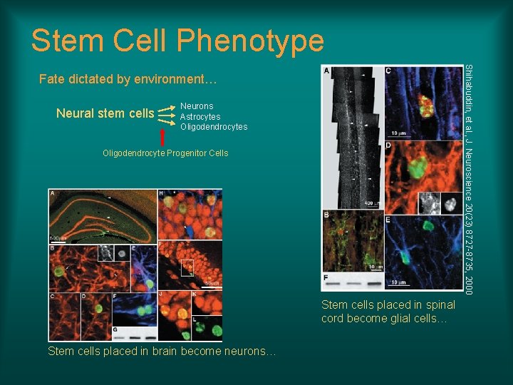 Stem Cell Phenotype Shihabuddin, et al. , J. Neuroscience 20(23) 8727 -8735, 2000 Fate