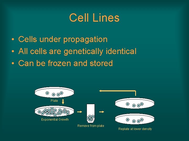 Cell Lines • Cells under propagation • All cells are genetically identical • Can