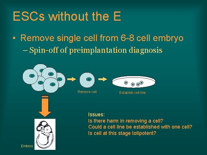 ESCs without the E • Remove single cell from 6 -8 cell embryo –
