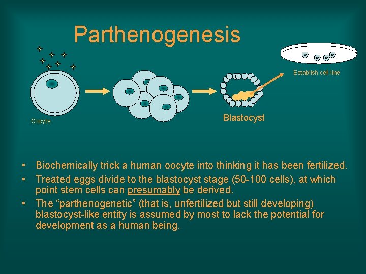 Parthenogenesis Establish cell line Oocyte Blastocyst • Biochemically trick a human oocyte into thinking