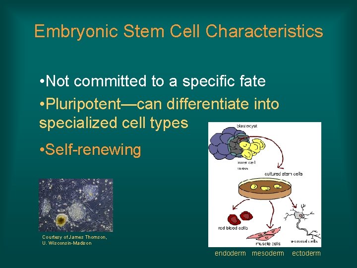 Embryonic Stem Cell Characteristics • Not committed to a specific fate • Pluripotent—can differentiate