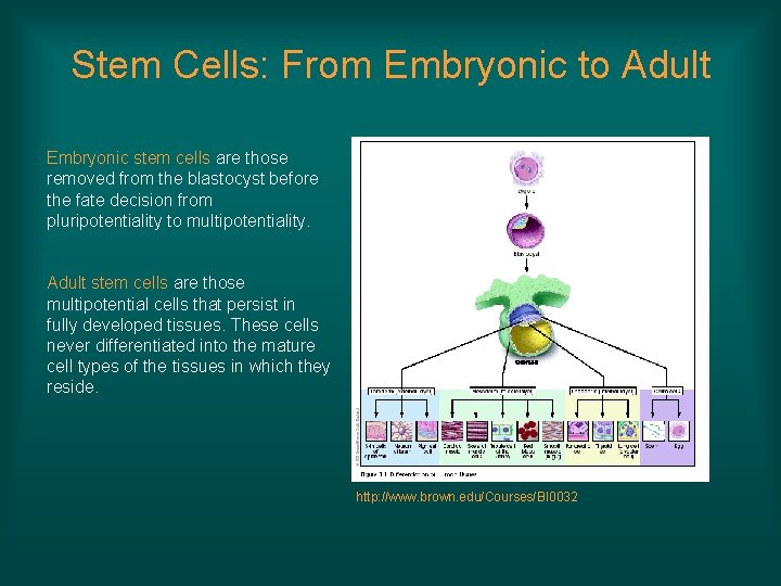 Stem Cells: From Embryonic to Adult Embryonic stem cells are those removed from the