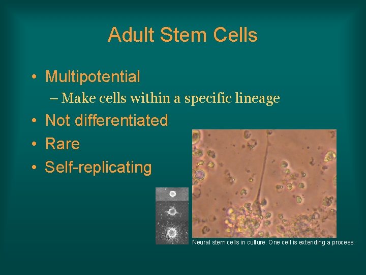 Adult Stem Cells • Multipotential – Make cells within a specific lineage • Not