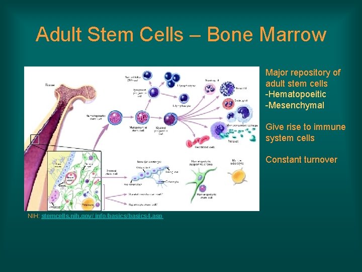 Adult Stem Cells – Bone Marrow Major repository of adult stem cells -Hematopoeitic -Mesenchymal