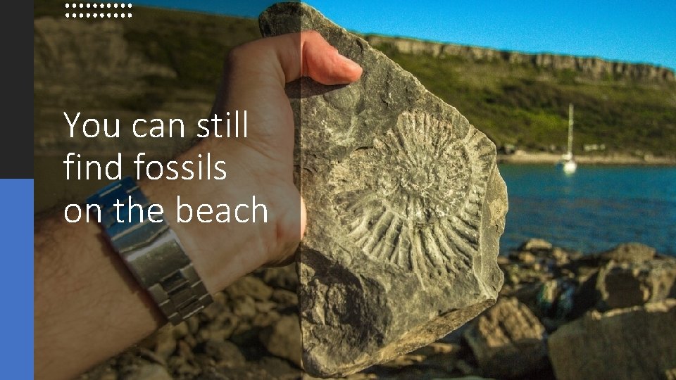 You can still find fossils on the beach 