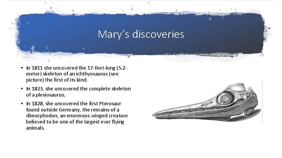 Mary’s discoveries • In 1811 she uncovered the 17 -feet-long (5. 2 meter) skeleton