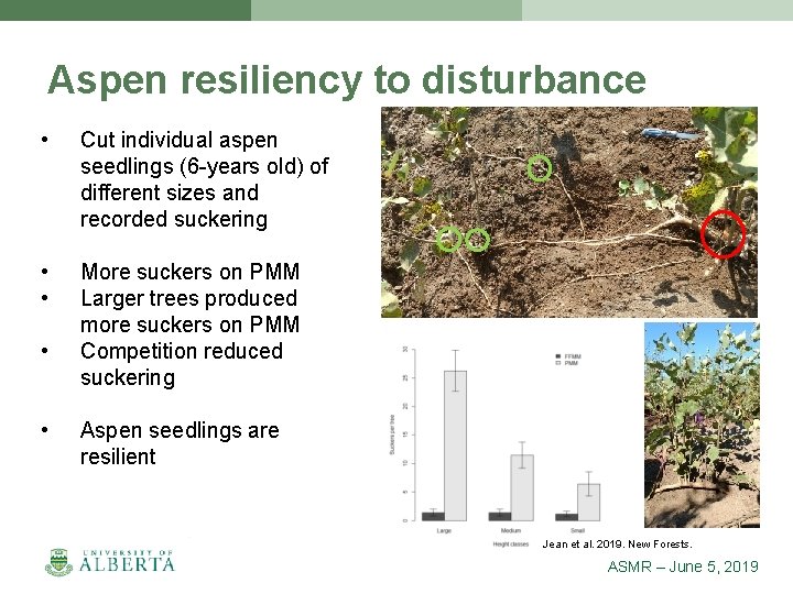 Aspen resiliency to disturbance • Cut individual aspen seedlings (6 -years old) of different