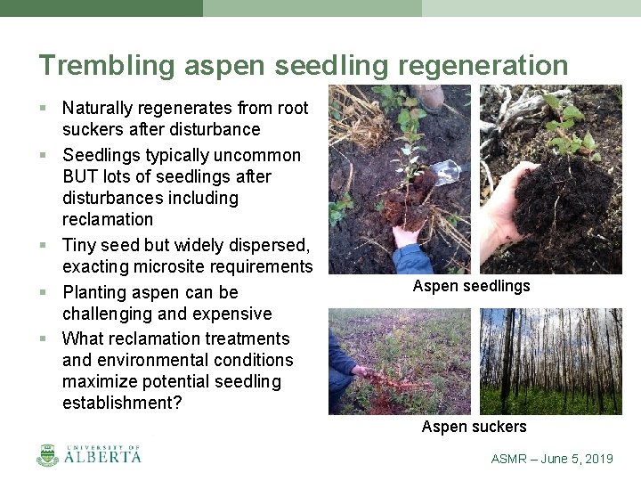 Trembling aspen seedling regeneration § Naturally regenerates from root suckers after disturbance § Seedlings