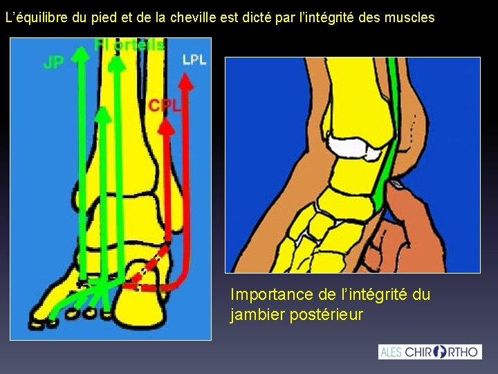 L’équilibre du pied et de la cheville est dicté par l’intégrité des muscles Importance