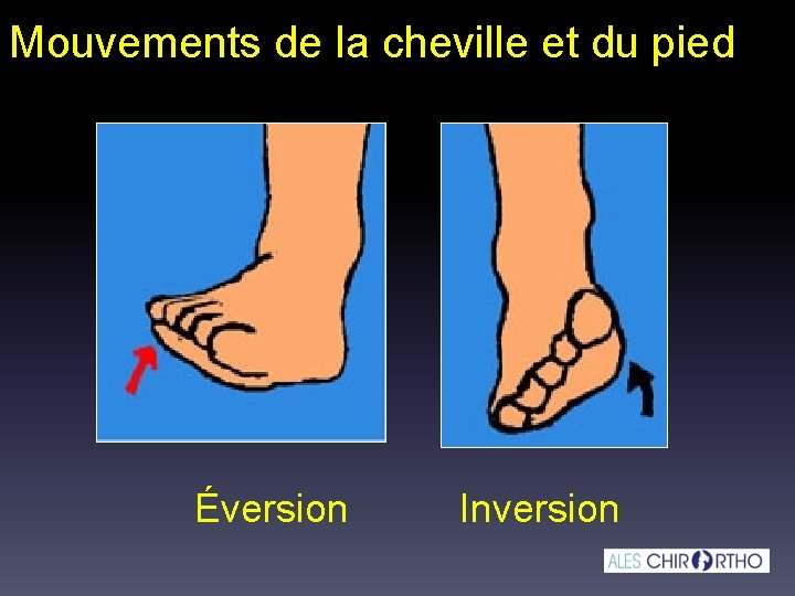 Mouvements de la cheville et du pied Éversion Inversion 