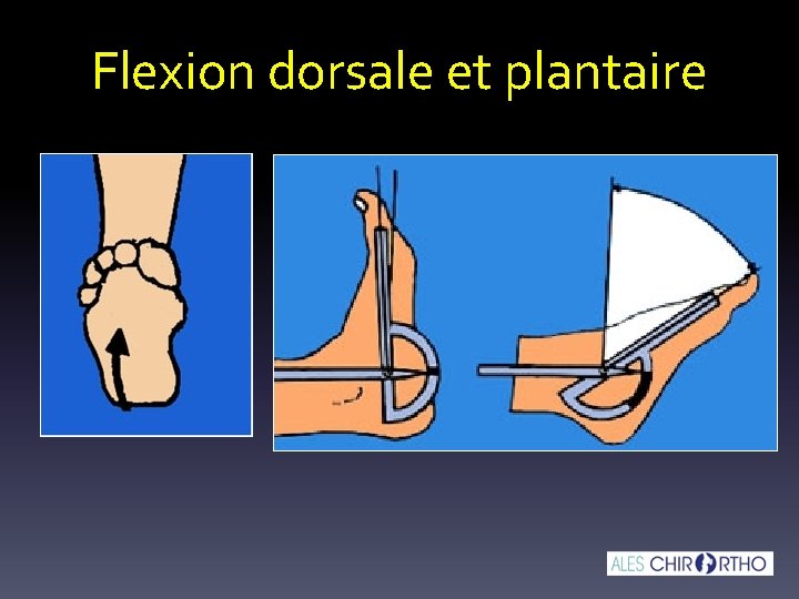 Flexion dorsale et plantaire Flexion dorsale et plantaire