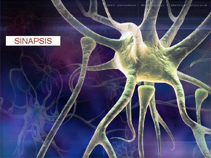 SINAPSIS 
