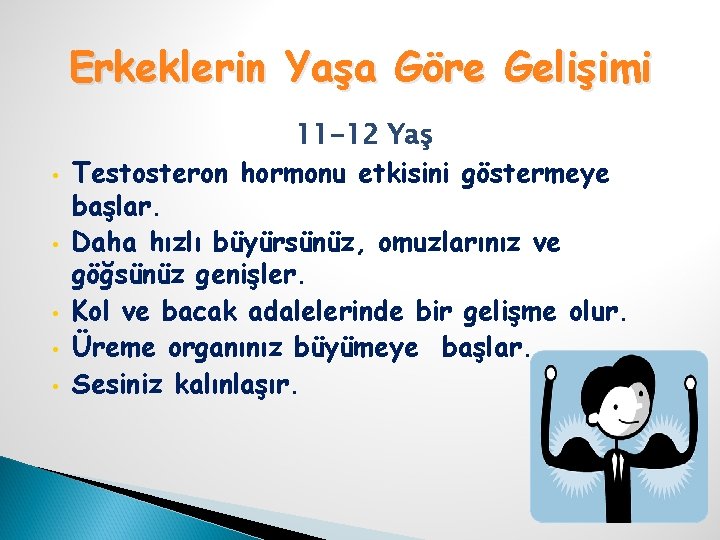 Erkeklerin Yaşa Göre Gelişimi • • • 11 -12 Yaş Testosteron hormonu etkisini göstermeye