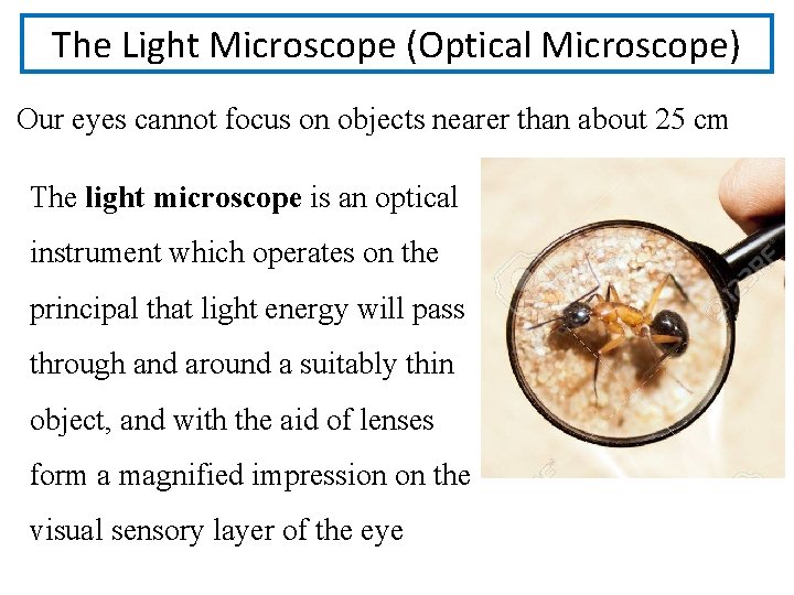The Light Microscope (Optical Microscope) Our eyes cannot focus on objects nearer than about The Light Microscope (Optical Microscope) Our eyes cannot focus on objects nearer than about