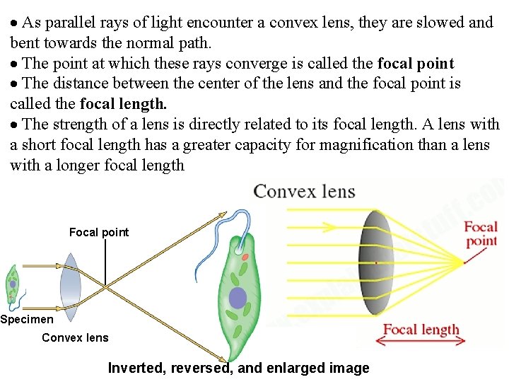 As parallel rays of light encounter a convex lens, they are slowed and As parallel rays of light encounter a convex lens, they are slowed and