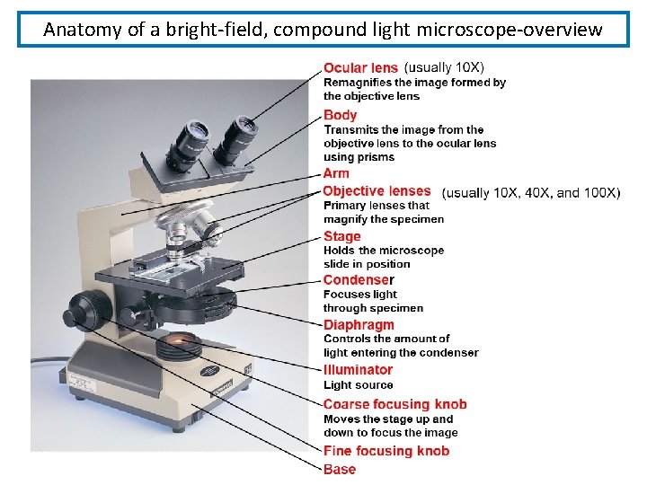 Anatomy of a bright-field, compound light microscope-overview Anatomy of a bright-field, compound light microscope-overview