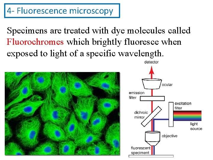 4 - Fluorescence microscopy Specimens are treated with dye molecules called Fluorochromes which brightly 4 - Fluorescence microscopy Specimens are treated with dye molecules called Fluorochromes which brightly